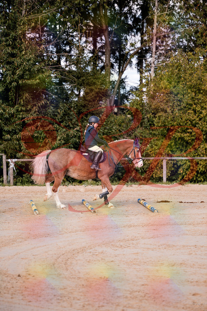 2026_10_03_Siefer-Hof_144417_Z81_17873864 | Professionelle Reitsport-, Turnier- und Eventfotografie von Robert Broda. Galerien mit ausgewählten und bearbeiteten Bildern direkt online ansehen und bestellen.