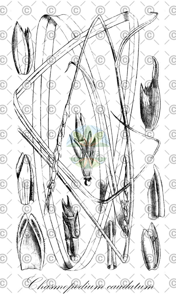 HistAbb_wfo-0000840673_1_ENZY_Simple | Historische Abbildung von Chasmopodium caudatum - Poaceae | Historical Illustration of Chasmopodium caudatum - Poaceae
