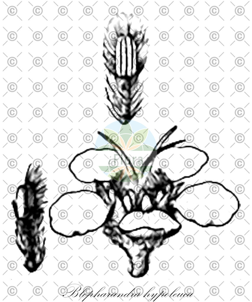 HistAbb_wfo-0000853703_1_ENZY_Simple | Historische Abbildung von Blepharandra hypoleuca - Malpighiaceae | Historical Illustration of Blepharandra hypoleuca - Malpighiaceae