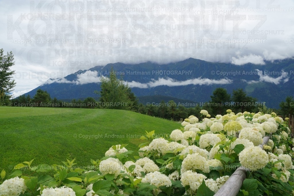 Rhododendron Büsche | Rhododendron Büsche - Realisiert mit Pictrs.com