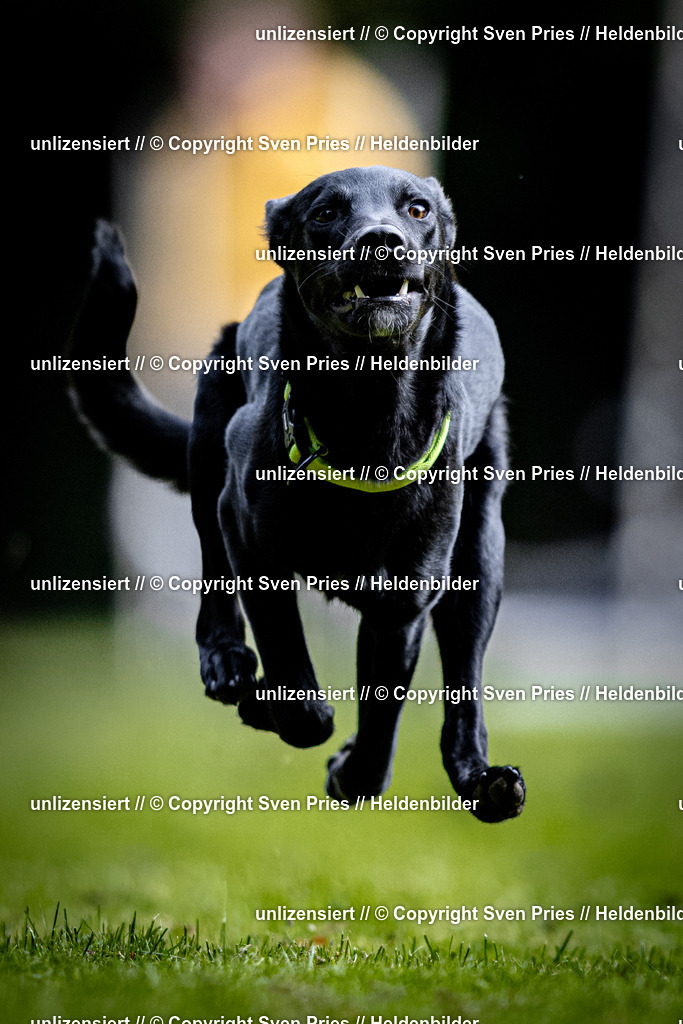 Sven Pries | 2025-10-03 - Hunderennen Obergrombach - Realisiert mit Pictrs.com