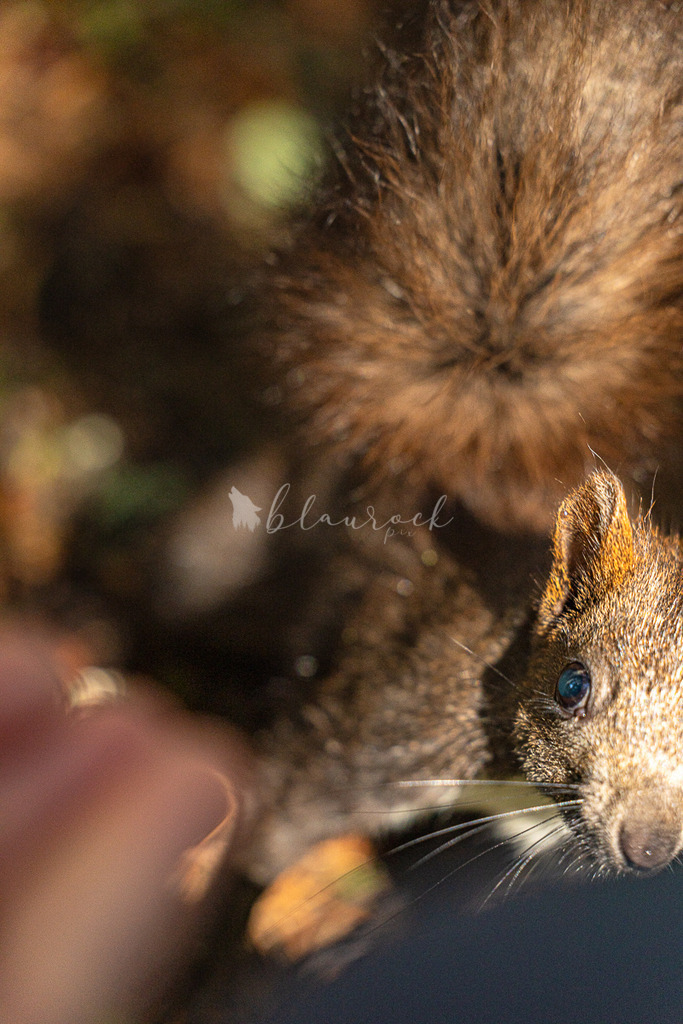 _01A5553 | Sportbilder, Sportfotograf, Hochzeits- und Eventfotografin, Flugshows, Portraits und Tiershooting, Aviation, Downhill, Nationalleague, Swissleague, International