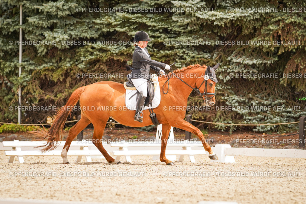 DSC01833 | Pferdegrafie