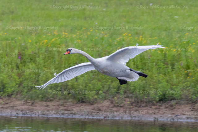 2018113 | Tierfotografie, Tierkalender, Tierbilder, Insekten, Spinnen, Vögel, Schmetterling, Libellen, Leinwand, Colorkey, Qualität, Geschenkartikel, Geschenk - Realisiert mit Pictrs.com