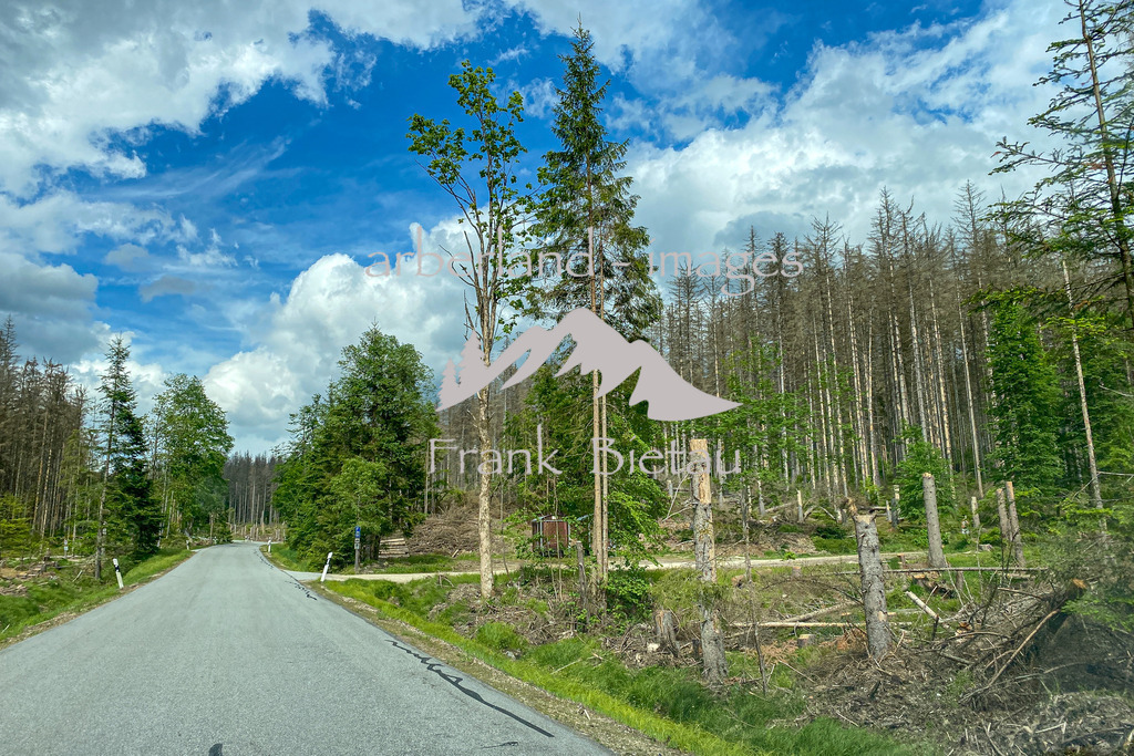 IMG_0221 | entlang der Strasse nach Zwieslerwaldhaus, der Blick des Auto- oder Radfahrers auf das Waldgebiet direkt neben der Strasse