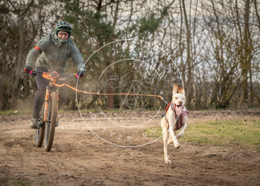 Pfotenfotografie_DV3A7708 | Hundefotografie, Tierfotograf, Pfotenfotografie, Fotoshooting Hund, Hunde Portrait, Hundesport, Hundeportraits, Heideshooting, Hunde, Sportfotograf, Hundefotograf, Turnierhundsport, THS,  - Realisiert mit Pictrs.com