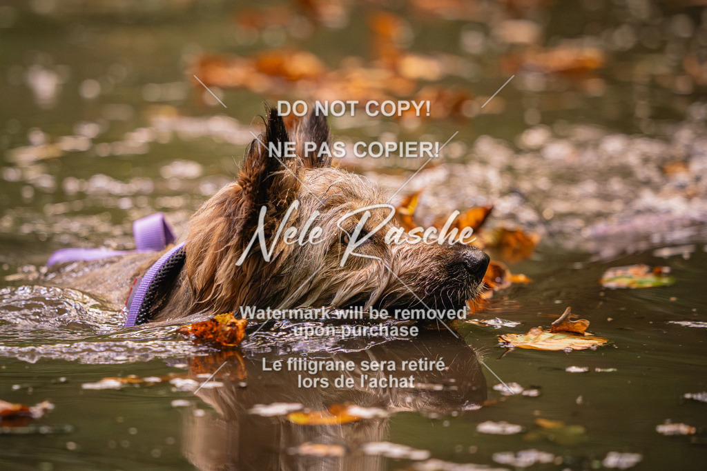 nelerasche_SaWingst0845-1000_67 | nelerasche