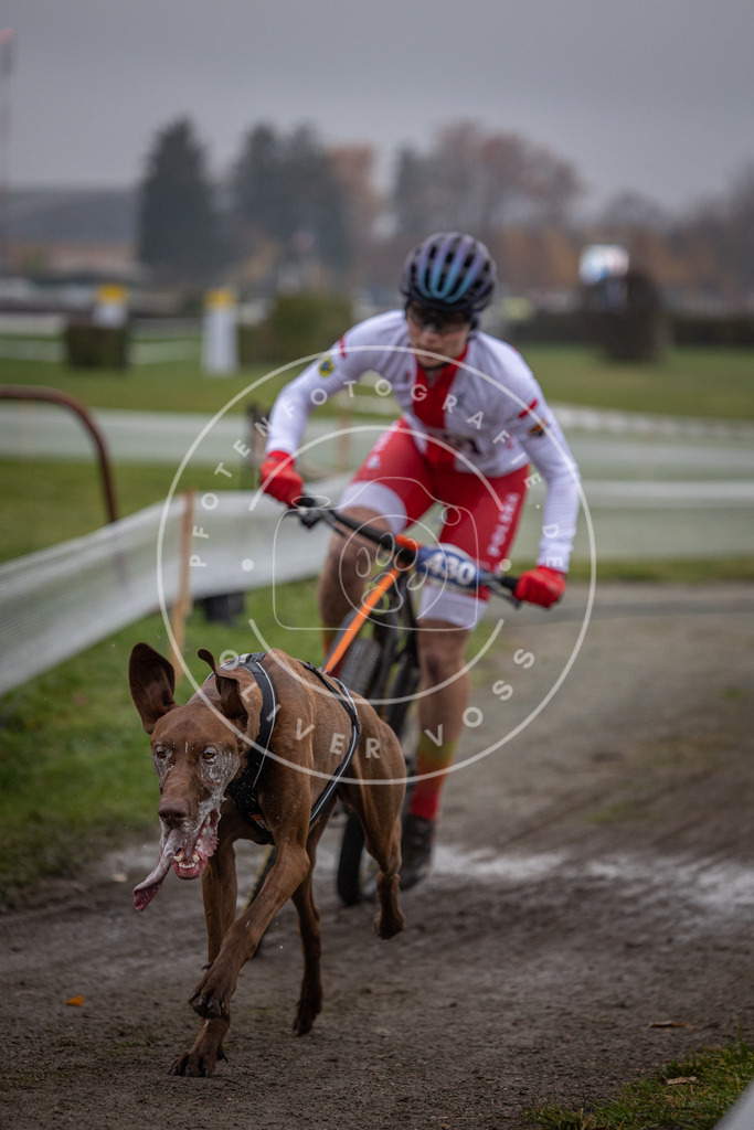 CaniXpix_0L8A1210 | Hundefotografie, Tierfotograf, Pfotenfotografie, Fotoshooting Hund, Hunde Portrait, Hundesport, Hundeportraits, Heideshooting, Hunde, Sportfotograf, Hundefotograf, Turnierhundsport, THS,  - Realisiert mit Pictrs.com