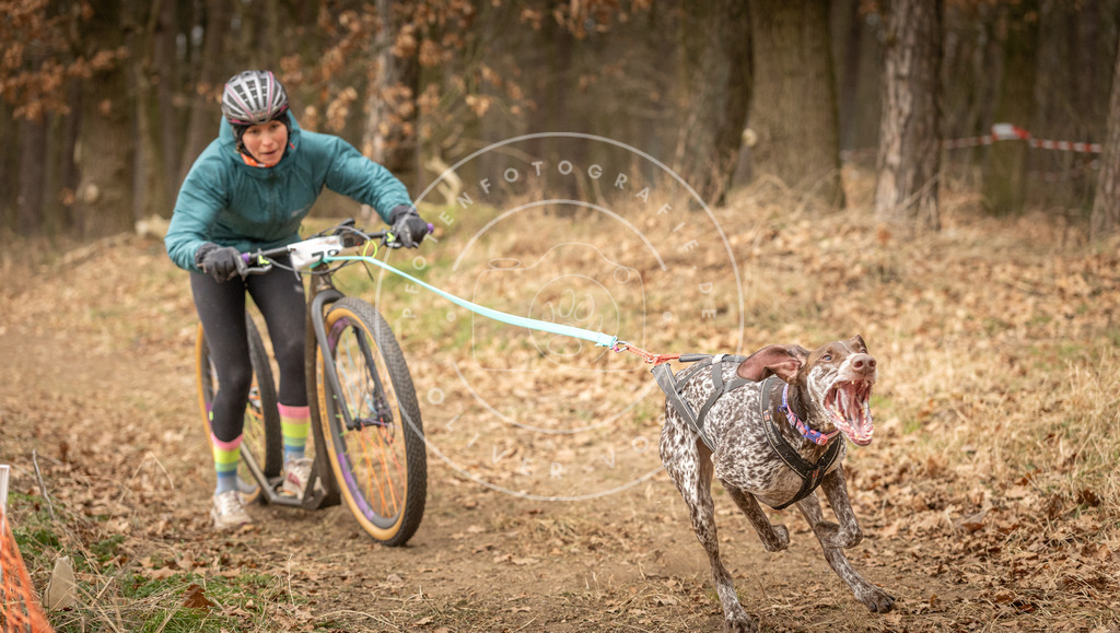 Pfotenfotografie_DV3A3949 | Hundefotografie, Tierfotograf, Pfotenfotografie, Fotoshooting Hund, Hunde Portrait, Hundesport, Hundeportraits, Heideshooting, Hunde, Sportfotograf, Hundefotograf, Turnierhundsport, THS,  - Realisiert mit Pictrs.com