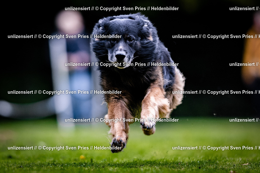 Sven Pries | 2025-10-03 - Hunderennen Obergrombach - Realisiert mit Pictrs.com