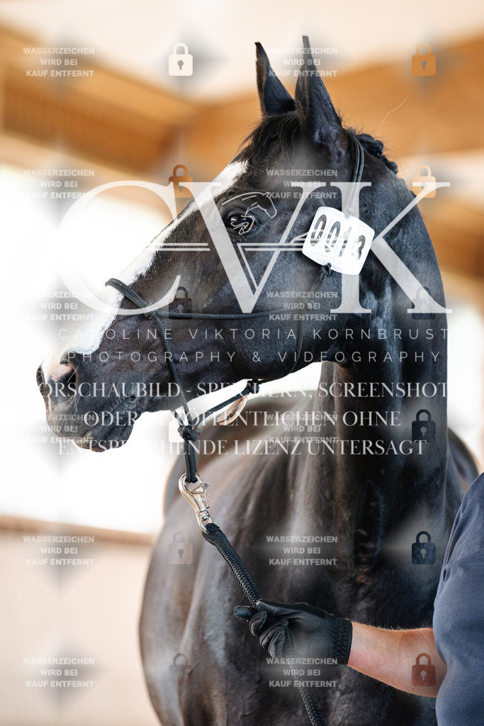 CK906283 | Turnierfotografie Pferdefotografie Trier Rheinland-Pfalz Pferdesport Reitsport Tierfotografie Sportfotografie Pferdevideo Pferdevideografie Equestrianvideography equestrianphotography  - Realisiert mit Pictrs.com