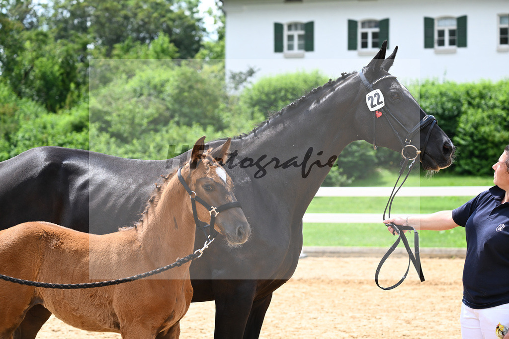 Kat-Nr. 22 Valenziano x Delacroix Rose_Schuster_27140684 | hf-fotografie - Realisiert mit Pictrs.com