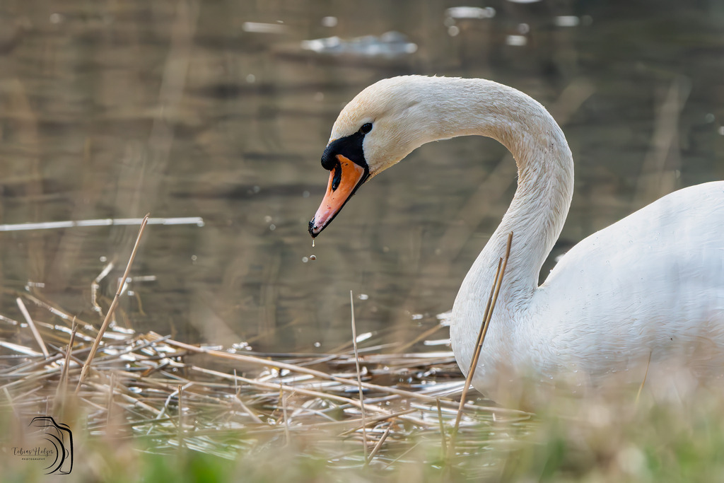 Silent... | Holzisphotography, Landschaftsfotografie, Wildlifefotogorafie - Realisiert mit Pictrs.com