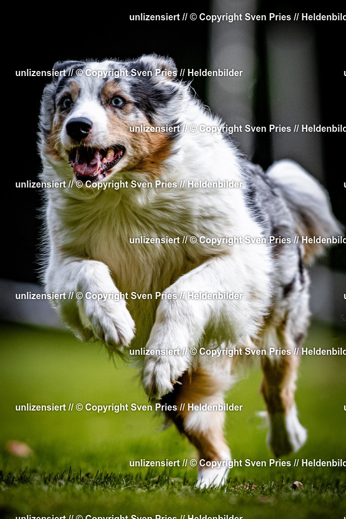 Sven Pries | 2025-10-03 - Hunderennen Obergrombach - Realisiert mit Pictrs.com