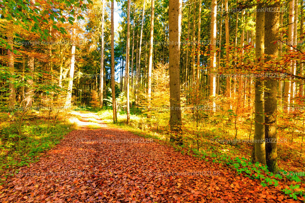 _J3A8768 | medienkrizzler - Realisiert mit Pictrs.com