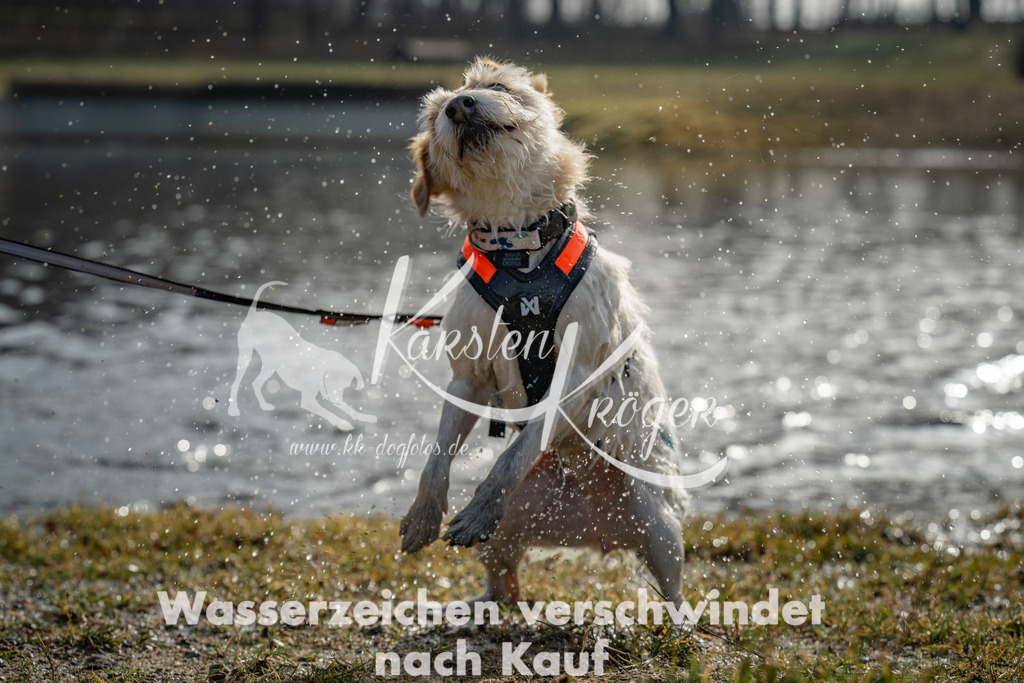 0951_ZZ94416 | kk-dogfotos