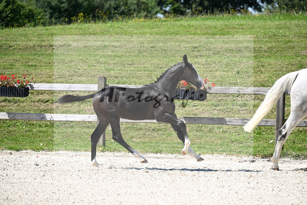 Kat-Nr. 15 Cullinen du Borget B x Zirocco Blue_HF_Pollnow_24250340 | hf-fotografie - Realisiert mit Pictrs.com