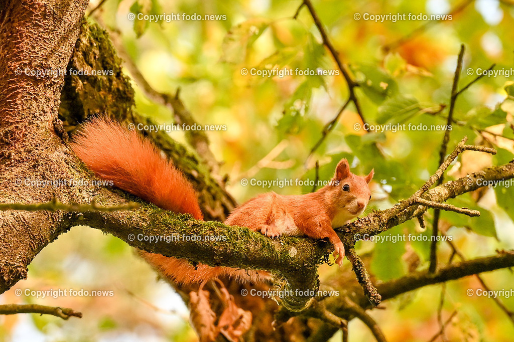 Eichhoernchen_ Wildtier_ Waldbewohner_ 26.10.2024-2 | 26.10.2024, Linz, AUT, Tiere im Bild Eichhoernchen, Wildtier, Waldbewohner Die Eichhoernchen (Sciurus) sind eine Gattung der Baumhoernchen (Sciurini) innerhalb der Familie der Hoernchen (Sciuridae). Ein auffälliges Merkmal ist der hochgestellte buschige Schwanz. Die in Mitteleuropa bekannteste Art ist das Eurasische Eichhoernchen, das gemeinhin einfach als Eichhoernchen bezeichnet wird. Alle Eichhoernchen sind Waldbewohner. Quelle: Wikipedia