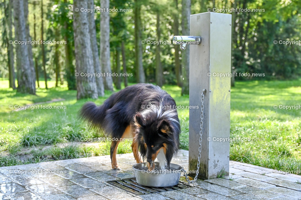 Hunde_ Arrigo und Luigi_ 12.10.2021-17 | 12.10.2021, Linz, AUT, Hund, Hunde, im Bild Hund, Hunde, spazieren, Freilaufzone, Arrigo und Luigi