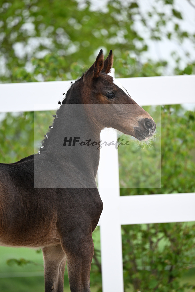 Kat-Nr. 20 SF Stakkato Cornet x Candillo_Haefele_23260783 | hf-fotografie - Realisiert mit Pictrs.com