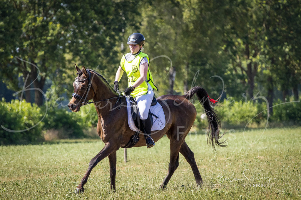 CJP_2026-06-26_178 | Stimmungsvolle Fotografie von Pferden, fotografische Begleitung von Veranstaltungen, Golfturnieren und Distanzritten - Realisiert mit Pictrs.com