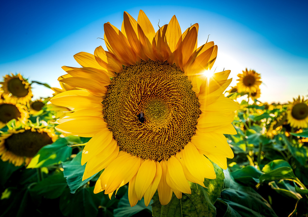 MPI_Blüten_0007 | Sonnenblume groß bei Altenheim - Realisiert mit Pictrs.com