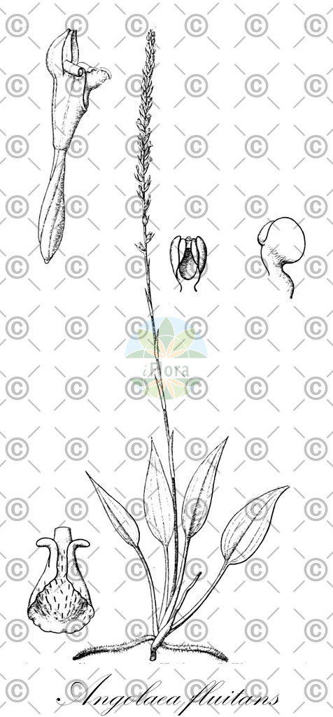 HistAbb_wfo-0000536542_142_ENZY_Simple | Historische Abbildung von Angolaea fluitans - Podostemaceae | Historical Illustration of Angolaea fluitans - Podostemaceae