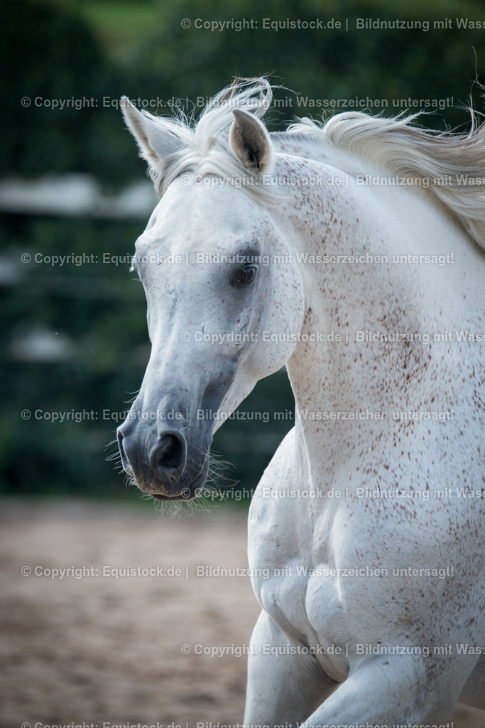 20150904_TOMsPiC_0260 | equistock