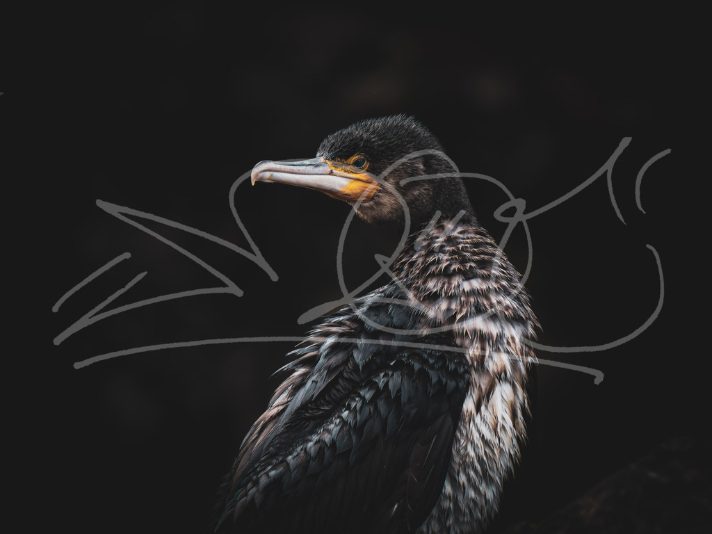 Das schärfste-3 | Naturschönheiten aus Deutschland. Pflanzen und Tiere, Insekten und Naturschauspiele. Alle schönen Details, die uns umgeben, fotografiert von Michi Moc.  - Realisiert mit Pictrs.com