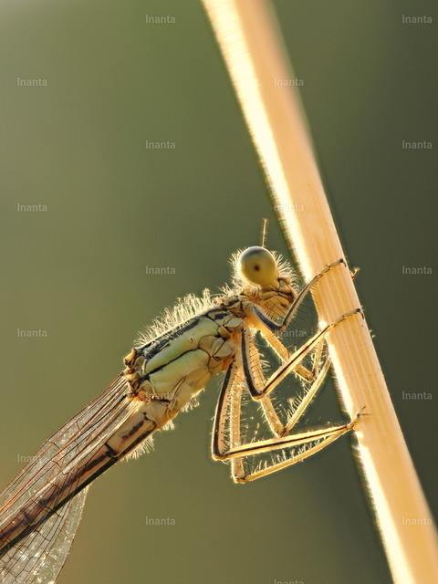 Blaue Federlibelle (Platycnemis pennipes) | Inanta - Realisiert mit Pictrs.com