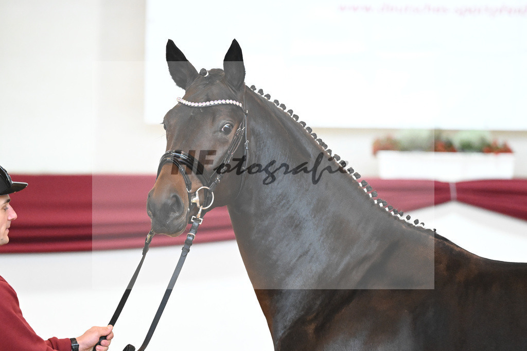 Kat-Nr. 17 v. Despacito_Gestuet Greim_66221755 | hf-fotografie - Realisiert mit Pictrs.com