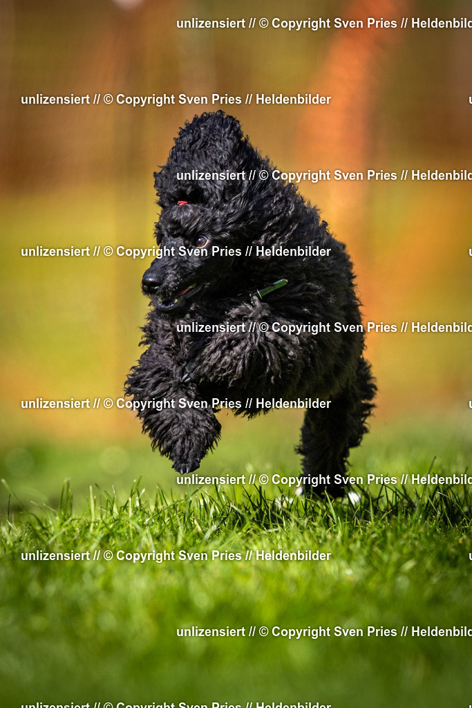 Sven Pries | 2025-04-13 - Hunderennen Baden-Baden - Realisiert mit Pictrs.com