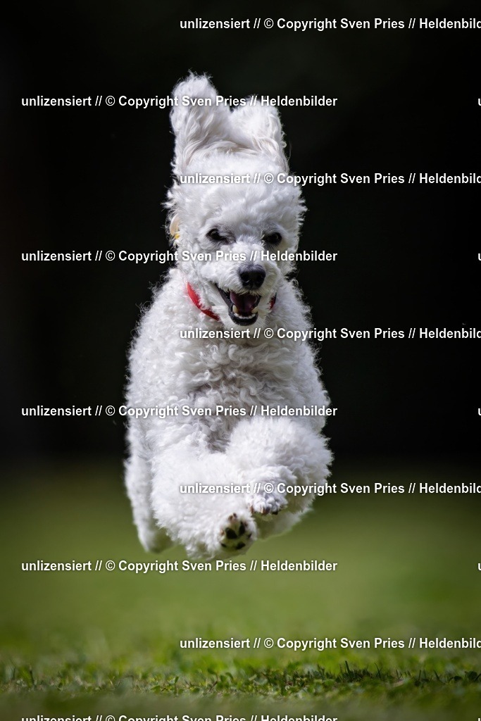 Sven Pries | 19. Allgemeines Hunderennen Karlsruhe Durlach - Realisiert mit Pictrs.com