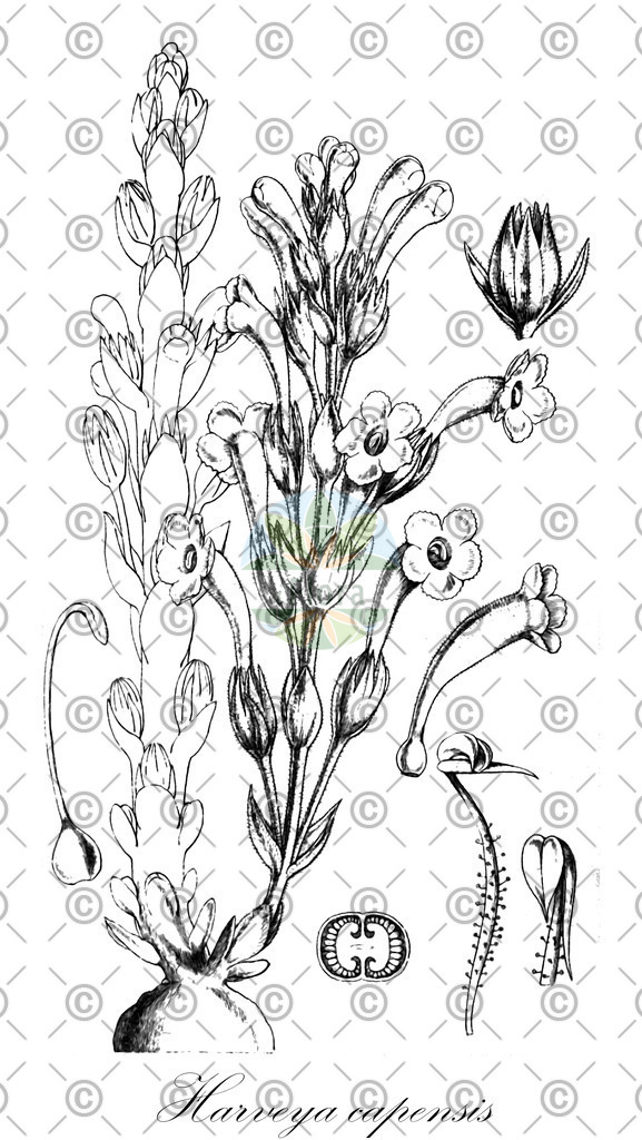 HistAbb_wfo-0001062643_1_ENZY_Simple | Historische Abbildung von Harveya capensis - Orobanchaceae | Historical Illustration of Harveya capensis - Orobanchaceae