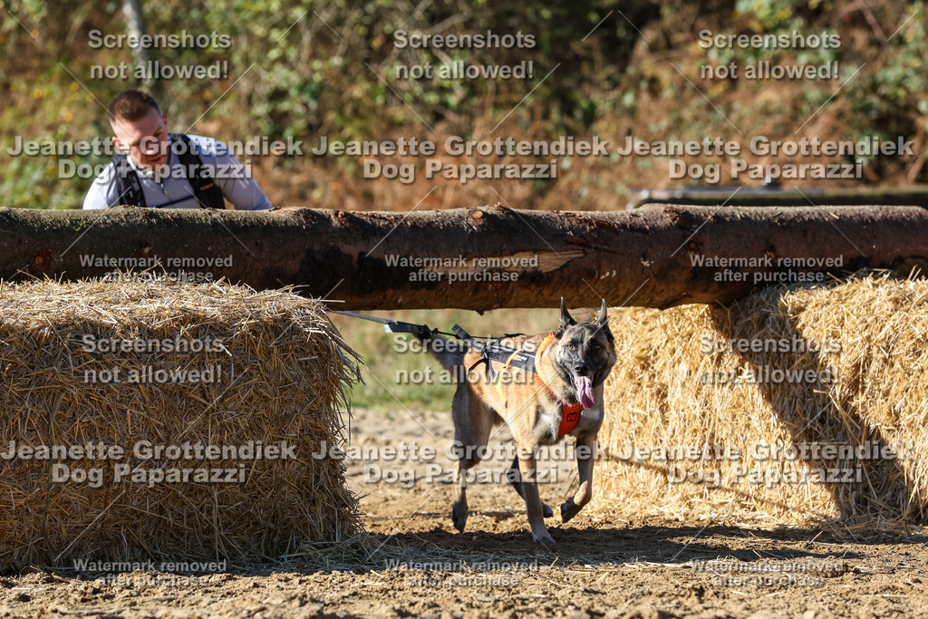 Dog Paparazzi - Strongdog 10-25-2531 | Dog Paparazzi Jeanette Grottendiek Fotografie & Videografie - Realisiert mit Pictrs.com