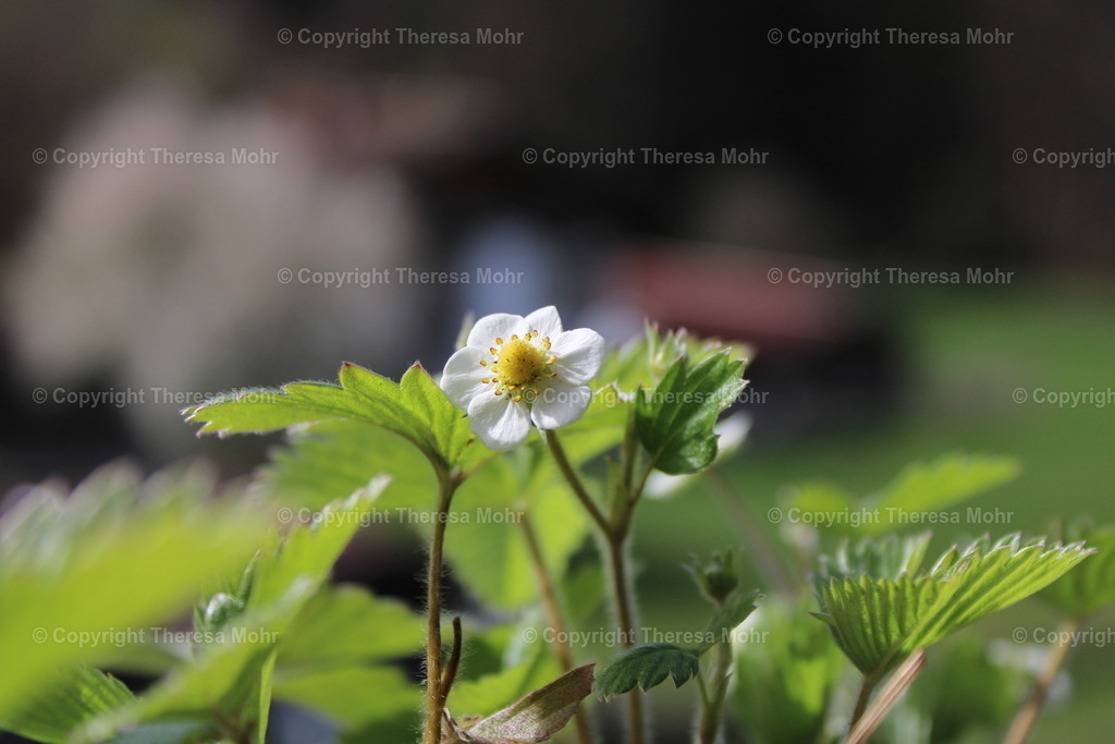 IMG_5098 | Naturpuls - Realisiert mit Pictrs.com