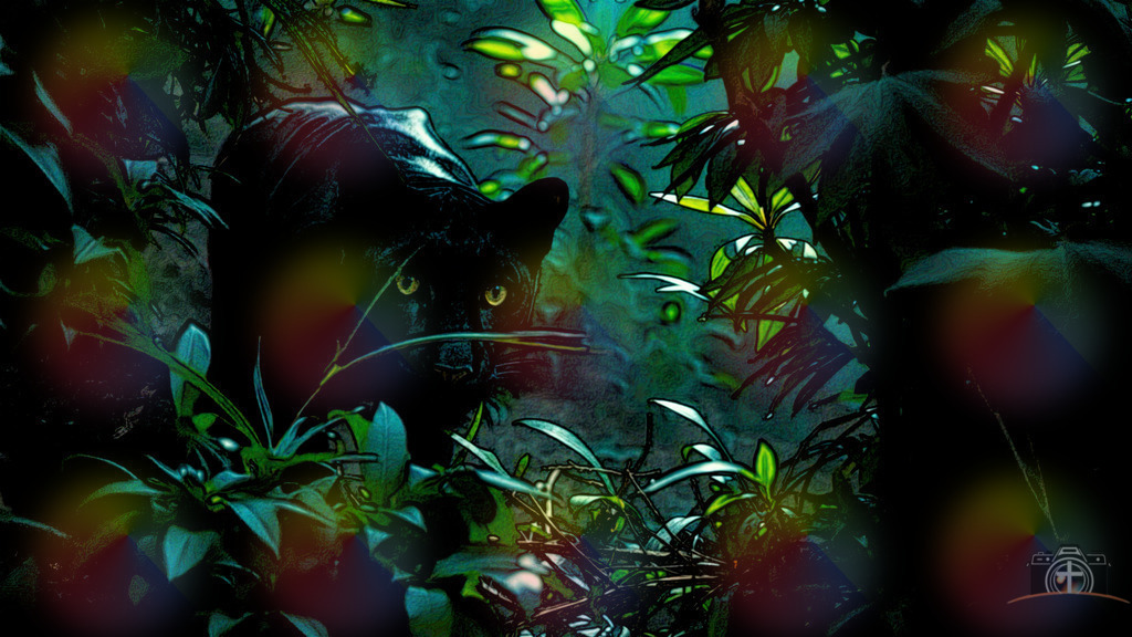 Schwarzer Panther - 4k - DigiART | Entdecken Sie eine vielfältige Auswahl individueller Fotos zum Kauf auf picturalux.de. Finden Sie hochwertige Bilder für Ihre Projekte, die Ihre Botschaft perfekt unterstreichen. Stöbern Sie jetzt und verleihen Sie Ihren Inhalten das gewisse Etwas! - Realisiert mit Pictrs.com