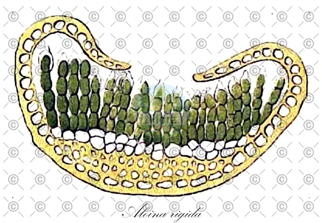 HistAbb_wfo-0001147952_1_ENZY_Simple | Historische Abbildung von Aloina rigida - Pottiaceae | Historical Illustration of Aloina rigida - Pottiaceae