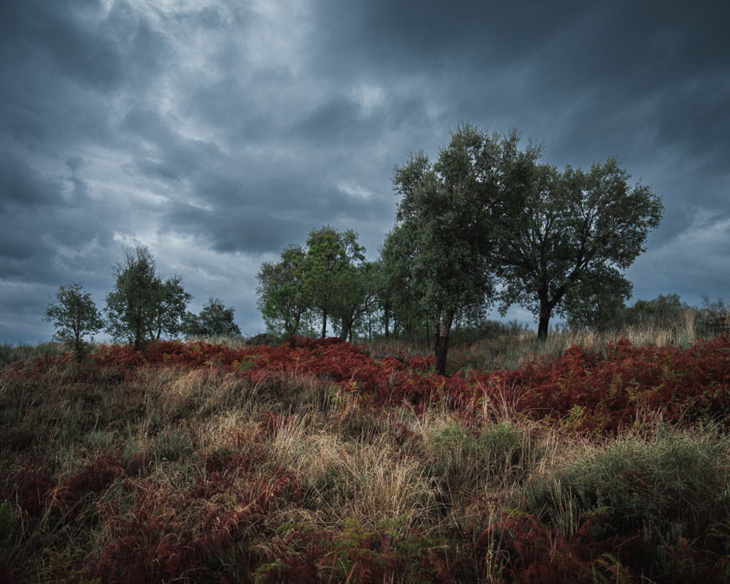 SilvanoPedrett_preview_Baum-30 | silvanopedrett - Realisiert mit Pictrs.com