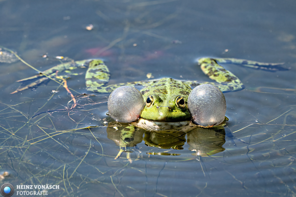 Tiere_0005 | Alle Bilder von Heinz Vonäsch Fotografie können alle zu günstigen Preisen gekauft werden! Download der Bilder, Ausdrucke, Postkarten, Tassen T-Shirts, Kalender, Alu- Dibond usw. - Realisiert mit Pictrs.com