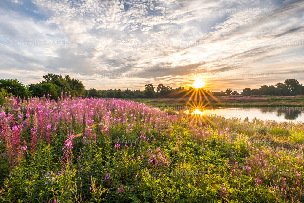 _1002225 | thowehey - Realisiert mit Pictrs.com