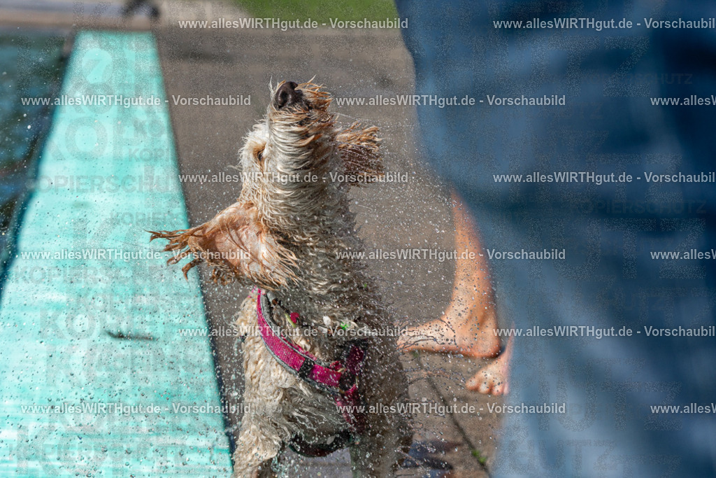 Hundeschwimmen_Volksbad_2026-allesWIRTHgut_Tierfotografie-2609061234-FAY06506 | Professionelle Tierfotografie in Mönchengladbach von Daniel Wirth (allesWIRTHgut). Liebevolle & natürliche Bilder von Hunden & Katzen für unvergessliche Erinnerungen.