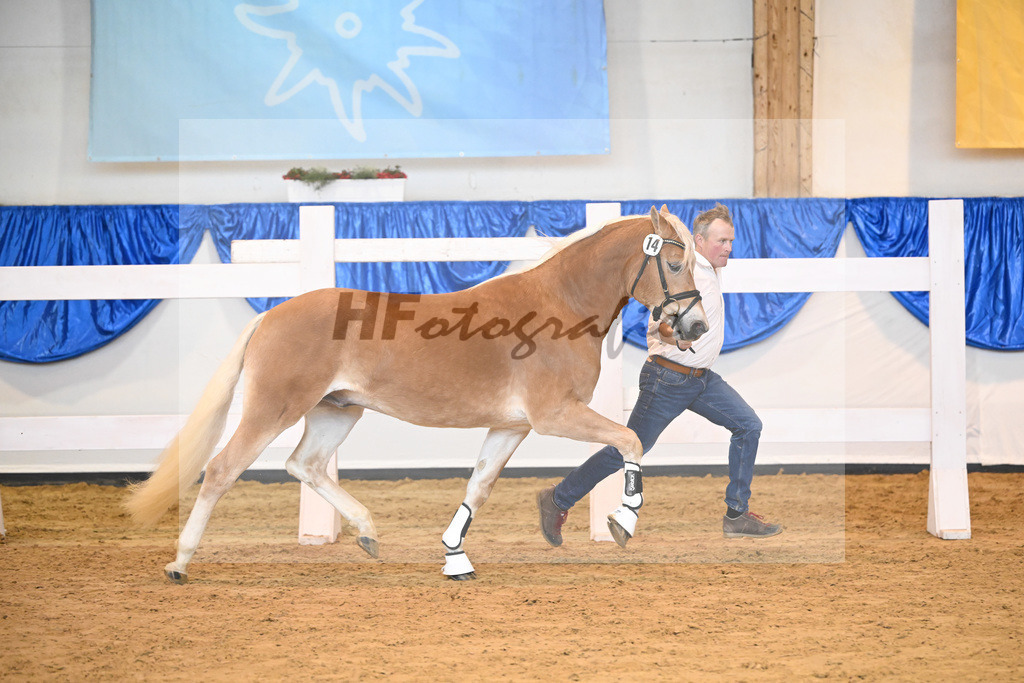 Kat-Nr. 14 Ariat v. Adonis_Dittrich_60220213 | hf-fotografie - Realisiert mit Pictrs.com