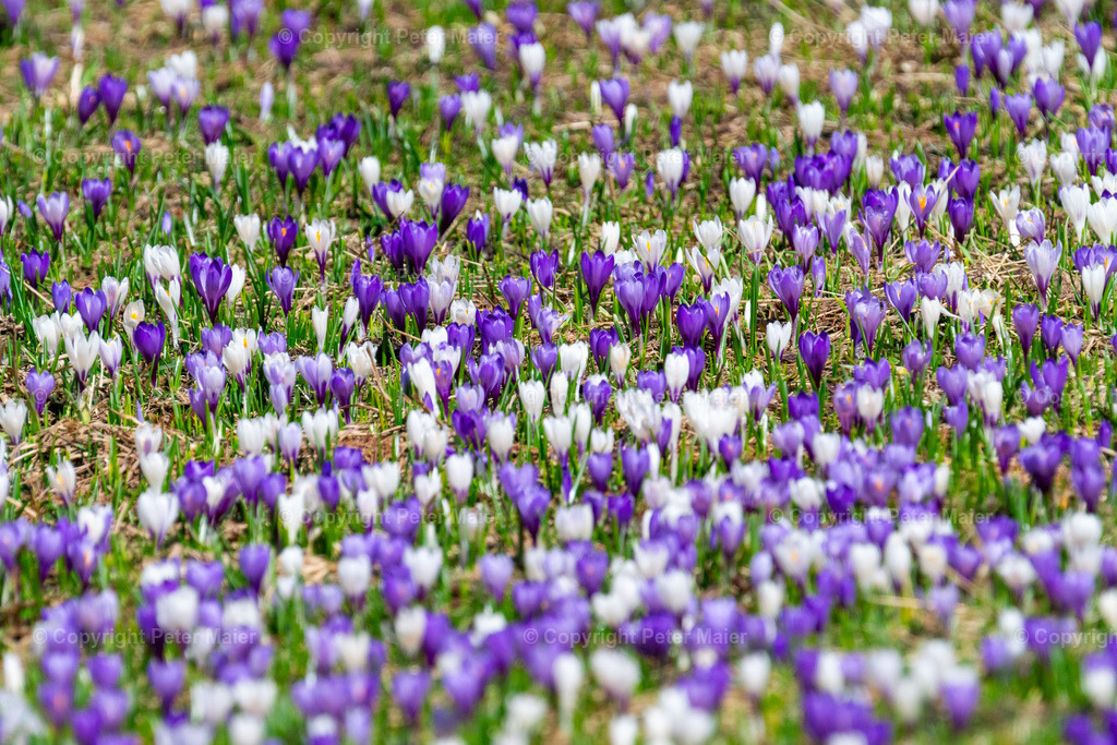 Lucknerhaus_Krokusse_24-982 | piet_flosse