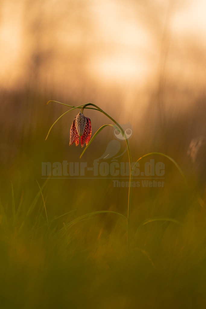 20220324185906 | Die Schachblume (Fritillaria meleagris), auch Schachbrettblume oder Kiebitzei genannt, ist eine Pflanzenart aus der Familie der Liliengewächse (Liliaceae). - Realisiert mit Pictrs.com