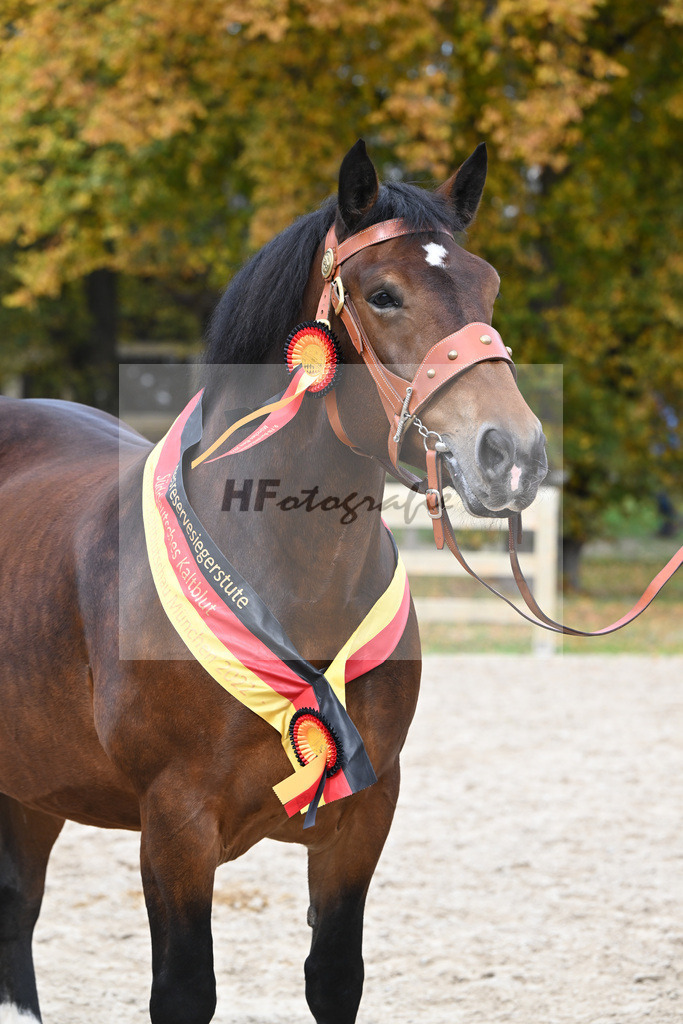 Kat-Nr. 76 Pipa_Gasteiger_53223630 | hf-fotografie - Realisiert mit Pictrs.com