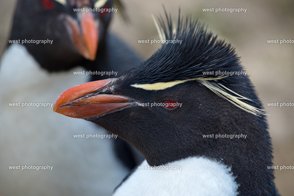 Rockhopper Penguin 1 PLB - FLK 2014 | west photography - Realisiert mit Pictrs.com