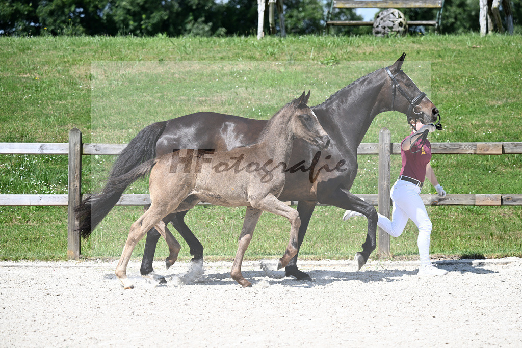 Kat-Nr. 9 Feliciano x San Amour I_HF_Niedermair_15250257 | hf-fotografie - Realizzato con Pictrs.com