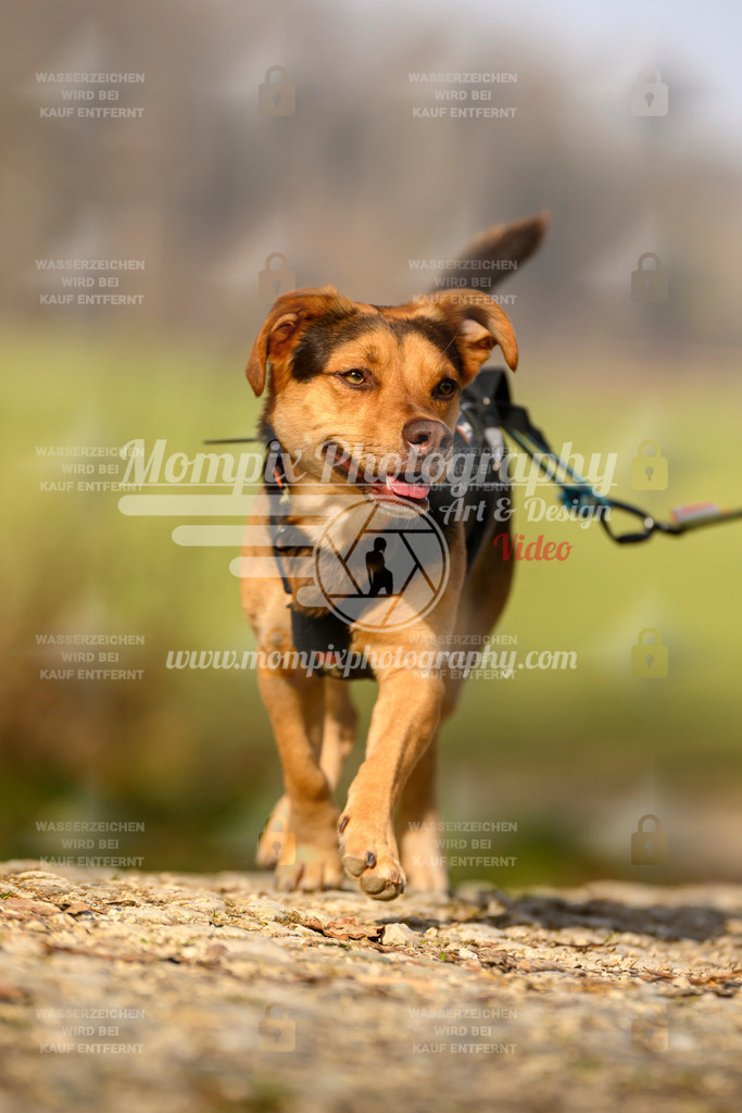 MompixPhotography_6ReiatRennen2026_SA_HappyDog-64 | PayLife