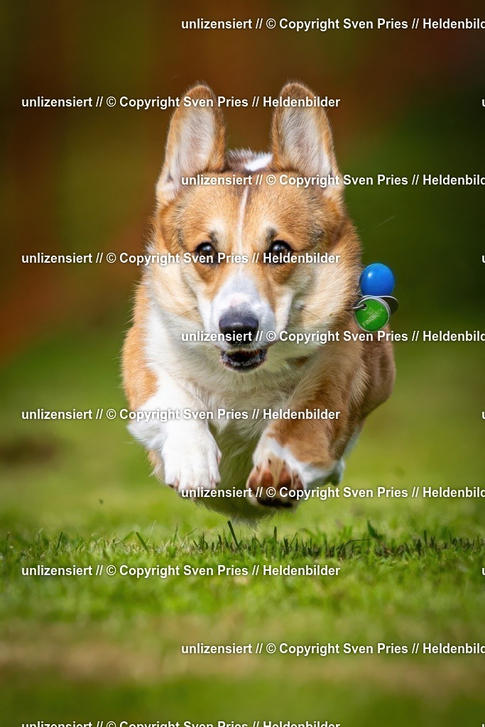 Sven Pries | 2024-09-22 - Hunderennen Baden-BadenPudelverein - Realisiert mit Pictrs.com